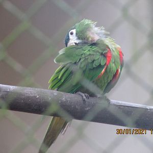 ZOO VR - Southern noble macaw