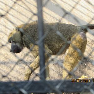 ZOO VR - Male olive baboon