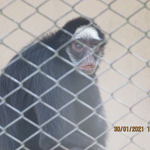 ZOO VR - White-whiskered spider monkey