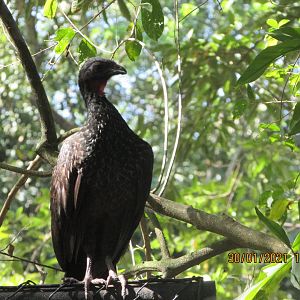 Wild dusky-legged guan