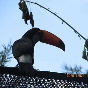 Wild toco toucan