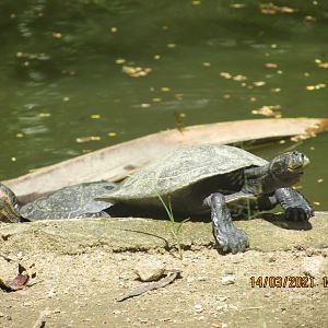 ZOO VR - Arrau turtle