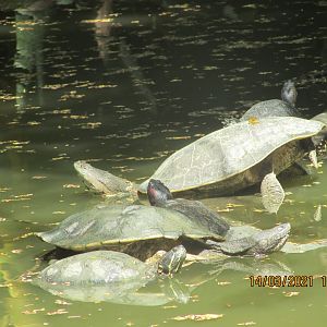 ZOO VR - Freshwater turtles