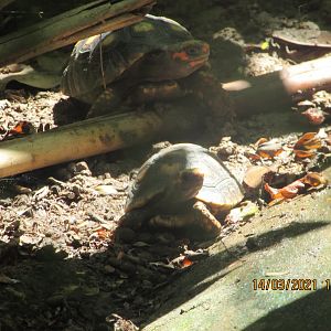 ZOO VR - Baby red-footed tortoises
