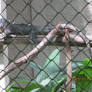 ZOO VR - Green iguana