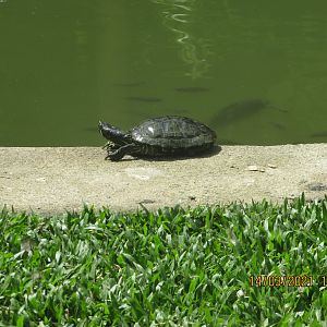ZOO VR - Red-eared slider