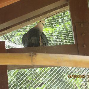 ZOO VR - Chestnut-napped imperial pigeon