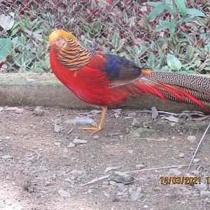 ZOO VR - Golden pheasant