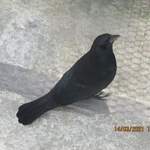 ZOO VR - Chopi blackbird