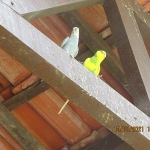 ZOO VR - Budgerigars