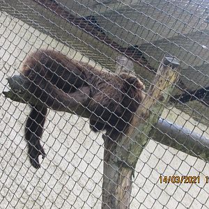 ZOO VR - Brown howler monkey