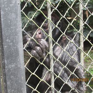 ZOO VR - Peruvian spider monkey