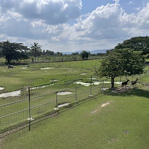 Water Buffalo / Javan Rusa Exhibit