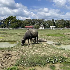 Water Buffalo Exhibit