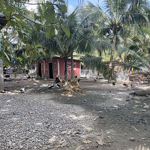 Domestic Fowl Exhibit