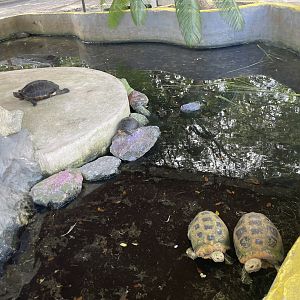 Turtle Pond with Elongated Tortoise