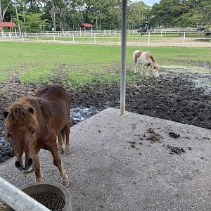 Horse and Pony Exhibit