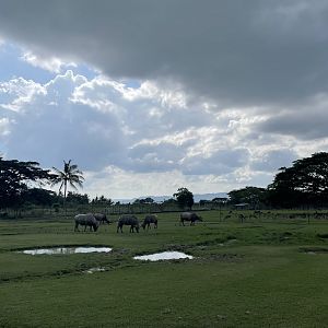 Water Buffalo Exhibit