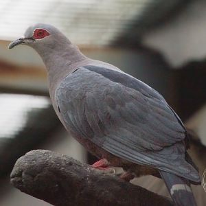 Pinon's  Imperial Pigeon (Ducula pinon)