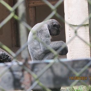 ZOO VR - Woolly monkey