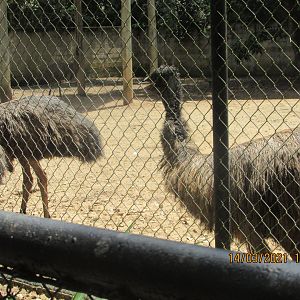 ZOO VR - Emus