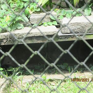 ZOO VR - Sleeping crab-eating fox