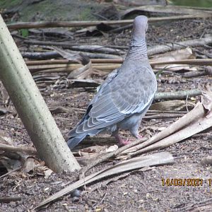 Wild Picazuro pigeon