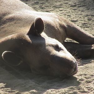 ZOO VR - Brazilian tapir