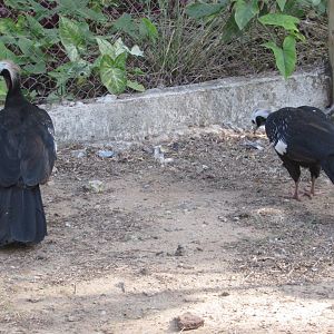 ZOO VR - Red-throated piping guans