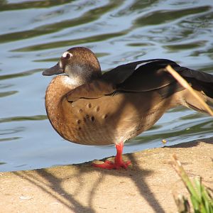 ZOO VR - Brazilian teal