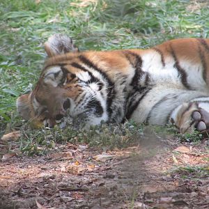 ZOO VR - Siberian tiger