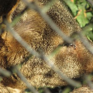 ZOO VR - Crab-eating fox