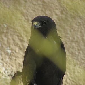 ZOO VR - Zone-tailed hawk