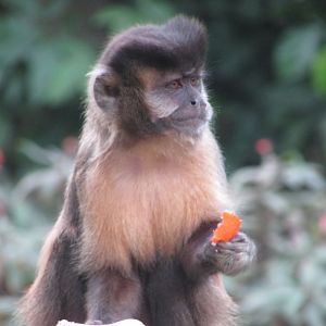 ZOO VR - Tufted capuchin