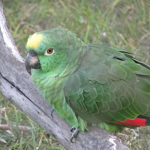 ZOO VR - Yellow-crowned amazon