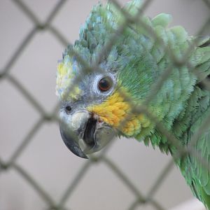 ZOO VR - Orange-winged amaozon