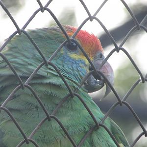 ZOO VR - Red-browed amazon