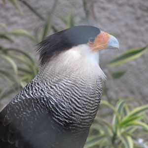 ZOO VR - Southern caracara
