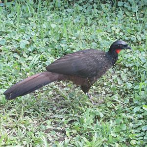 Wild dusky-legged guan