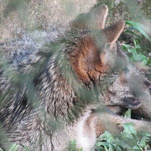 ZOO VR - Crab-eating fox