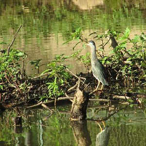 Wild striated heron