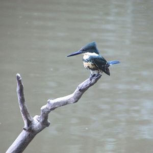 Wild kingfisher