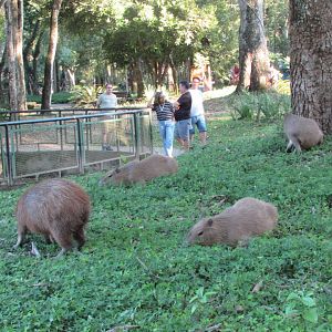 Wild capybaras