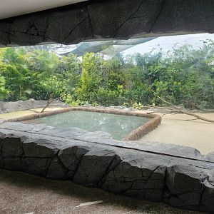 African Penguin (Outdoor yard)