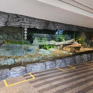 Animal playground (Fennec Fox exhibit)