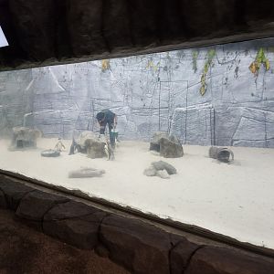 African penguin (Indoor yard)