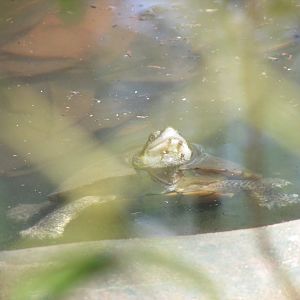ZOO VR - Geoffroy's side-necked turtle