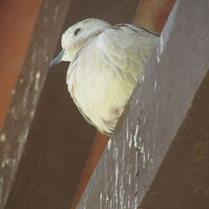 ZOO VR - Collared dove