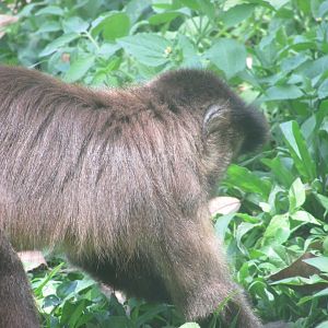 ZOO VR - Tufted capuchin