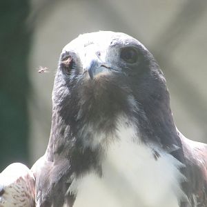 ZOO VR - White-tailed hawk